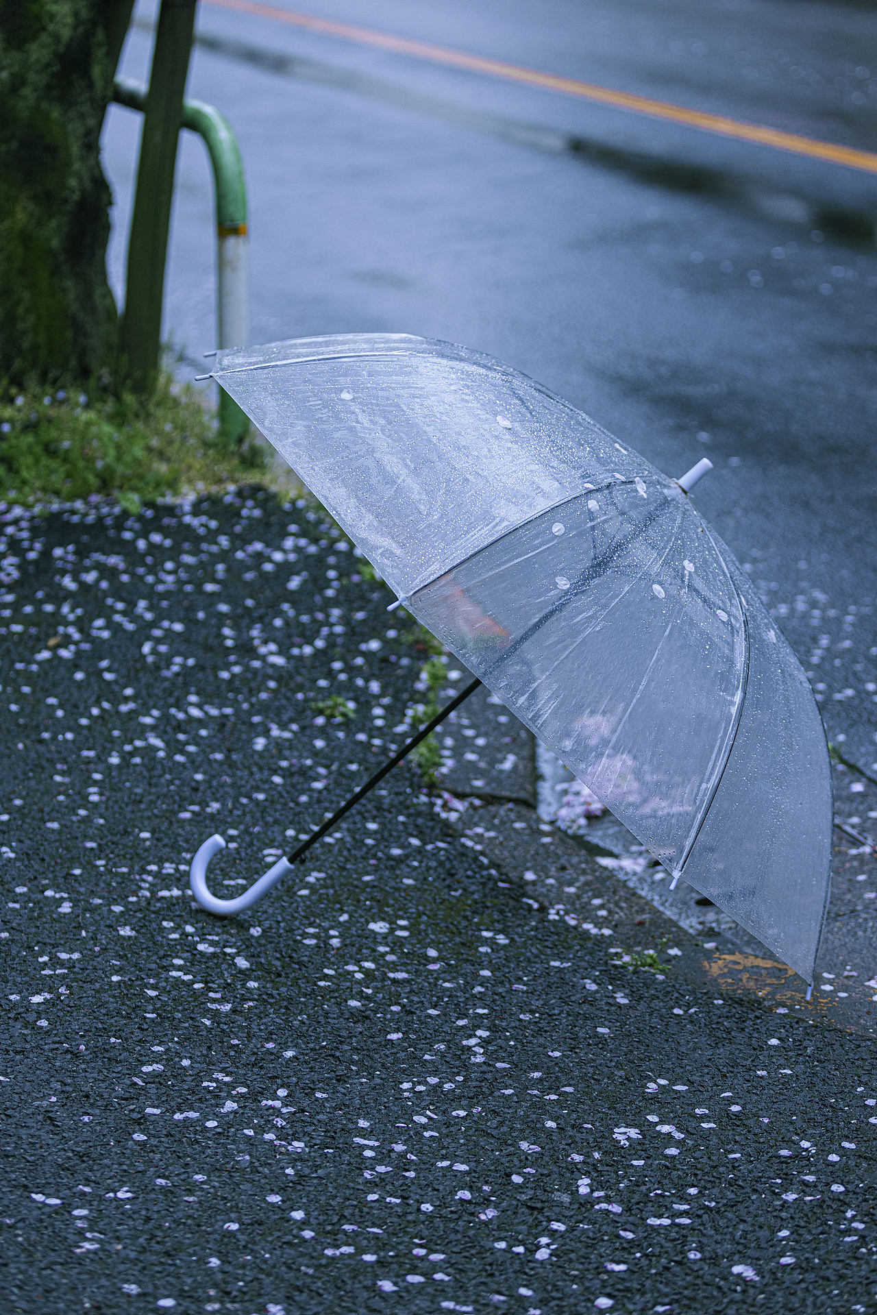 雨水会把樱花带到春天的每个角落（图ZMzM3NjM3MjA0） - 人文/纪实摄影 - 站酷设计师阳光呀阳光你别走原创素材 - 站酷ZCOOL