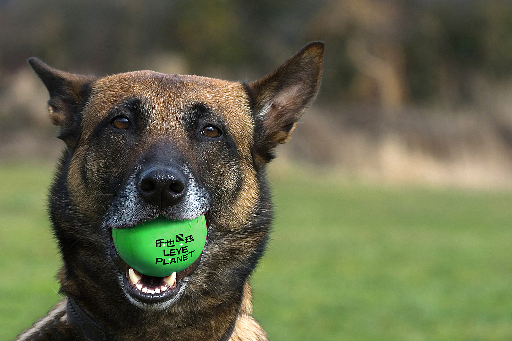 乐也星球 - VI设计（图ZMzQ5NjcxNDc2） - 其他平面 - 站酷设计师SureDesign烁设计原创素材 - 站酷ZCOOL