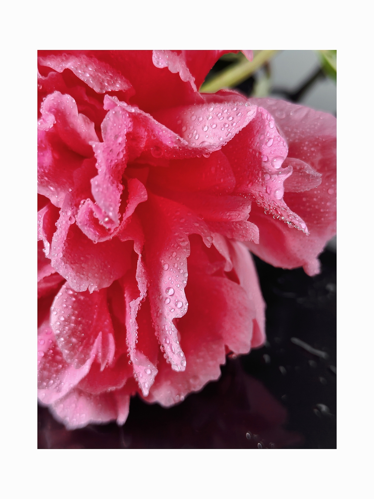 手机摄影-花的姿态（图ZMzQyMjQwMjY0） - 时尚/艺术摄影 - 站酷设计师沐之leo原创素材 - 站酷ZCOOL