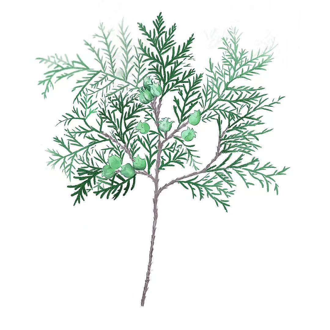 有药用价值的植物（图ZMzEzNjQwMTI4） - 儿童插画 - 站酷设计师巨大三头红纹寿原创素材 - 站酷ZCOOL