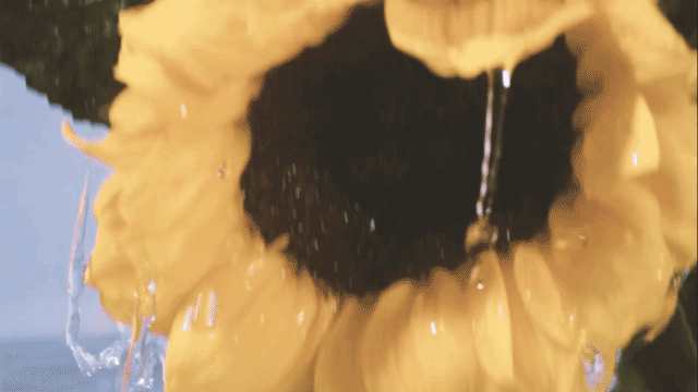 产品视频|护肤|沐浴油#花果里