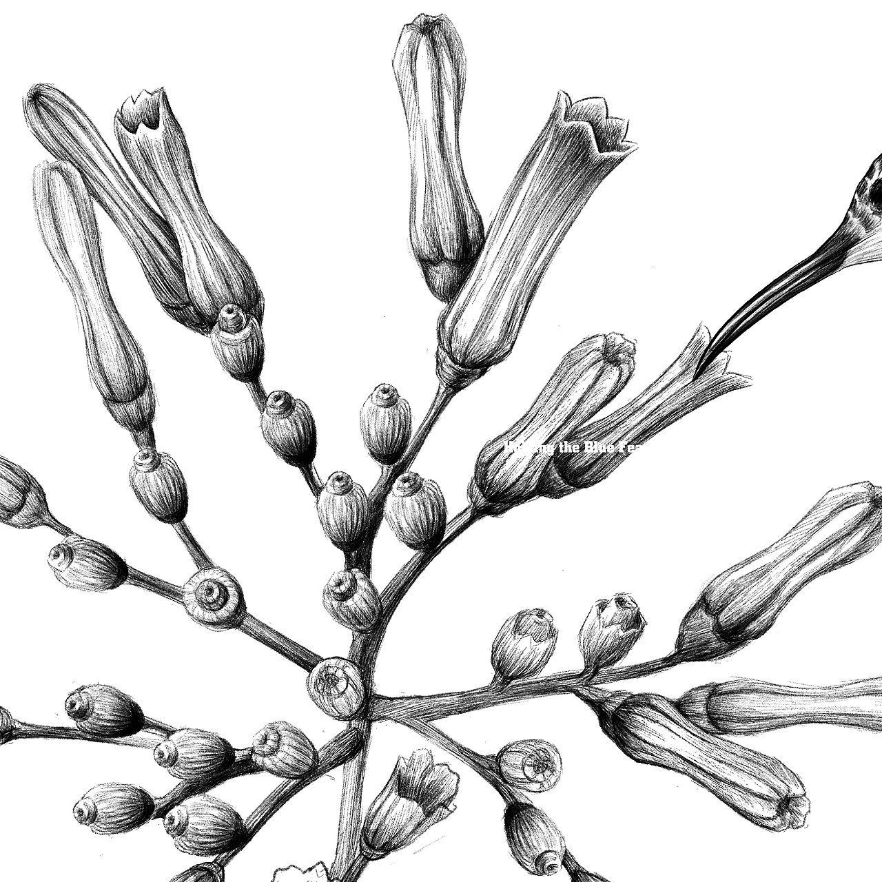 《花与蜂鸟》原创插画