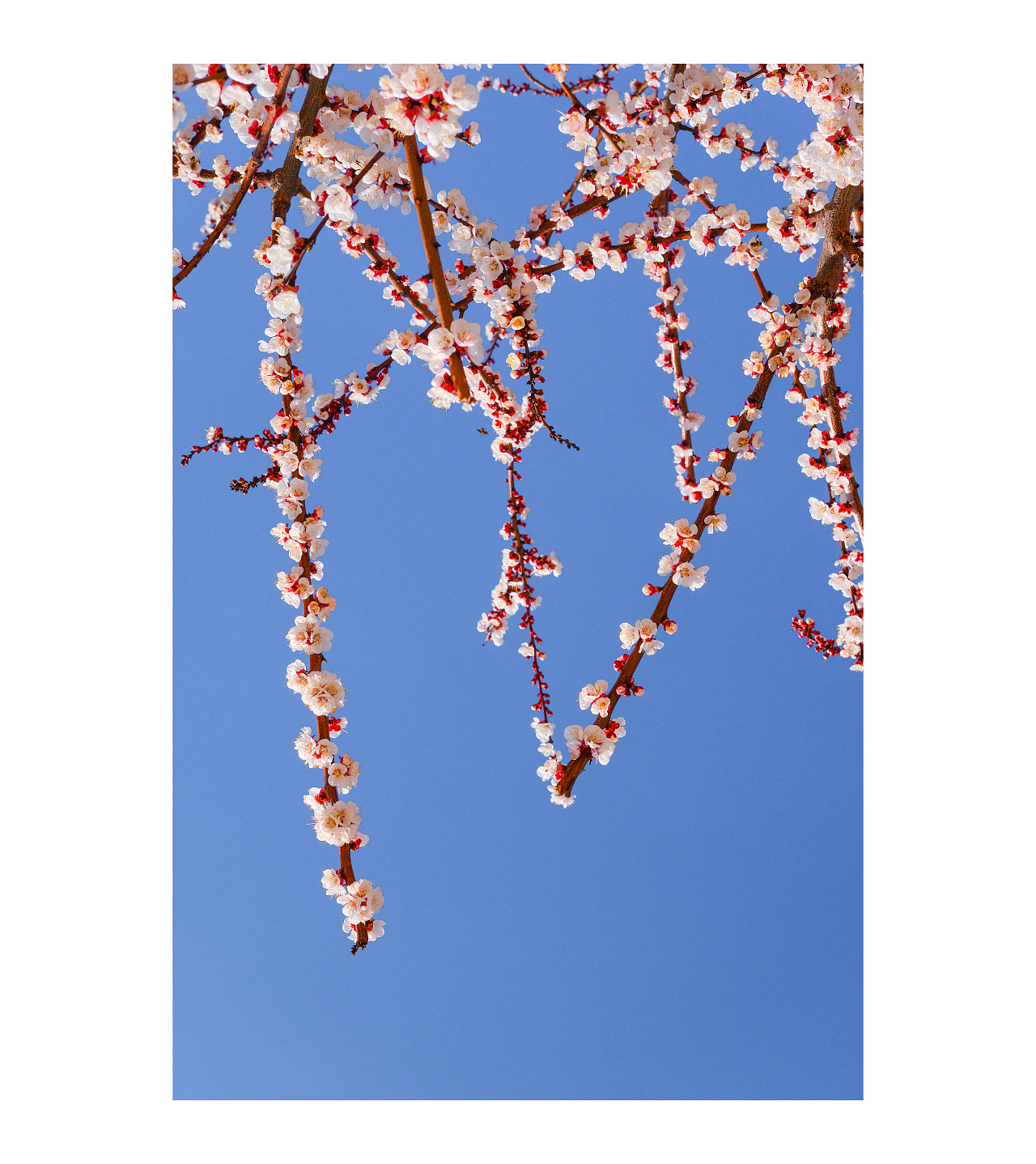 一些春光 一点分享