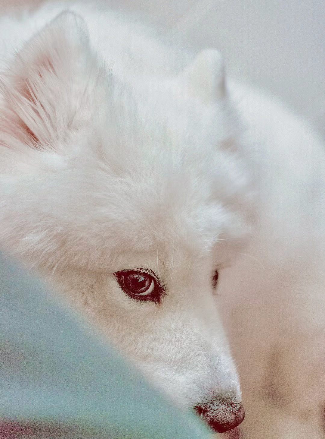 宠物摄影丨家中萨摩耶