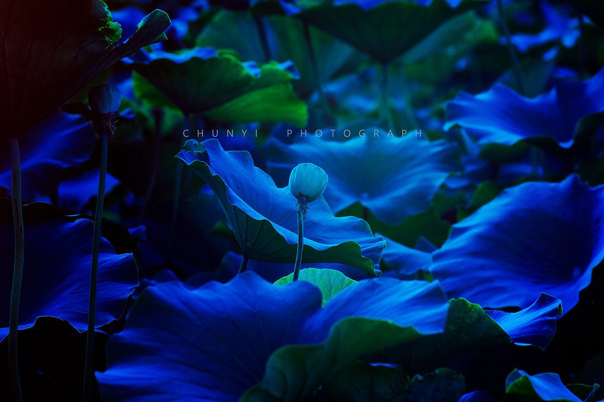 【2008-2019十年拍荷精选99幅 / 荷有四季，常乐我净】（图ZMjk4MzU2MDIw） - 时尚/艺术摄影 - 站酷设计师Chunyi纯一原创素材 - 站酷ZCOOL