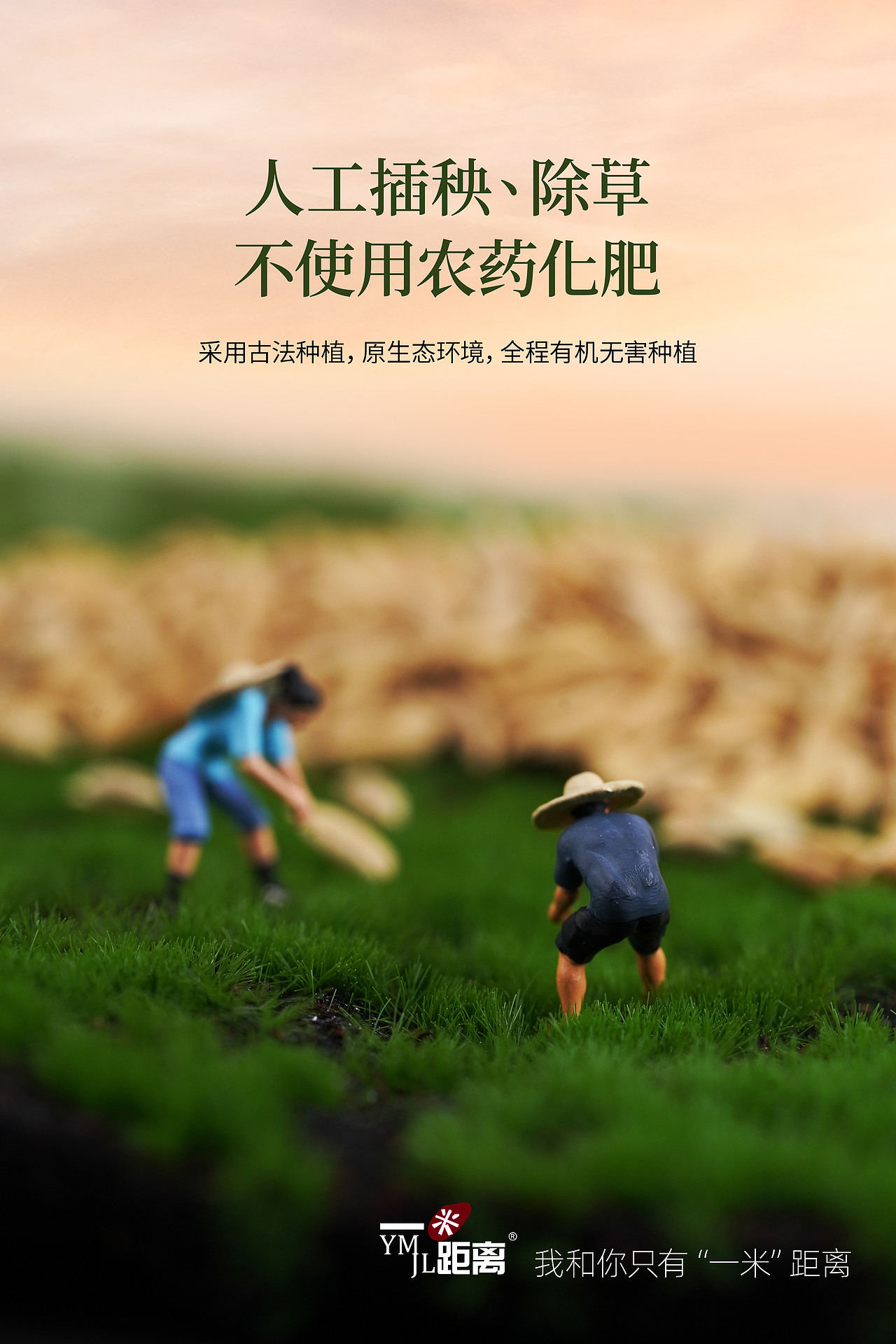 一米距离五常有机大米