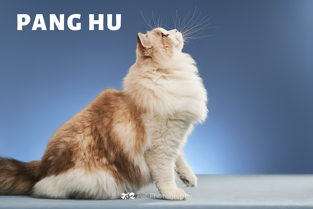 烟台美食摄影 | 萌宠 ✖ 不二造相