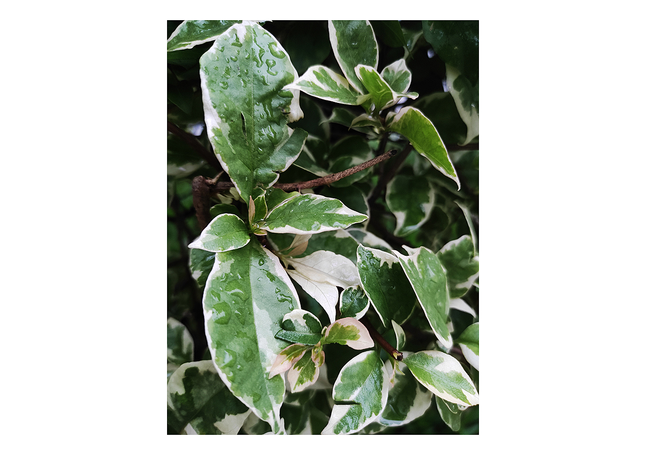 手机摄影 | 雨天的植物随拍