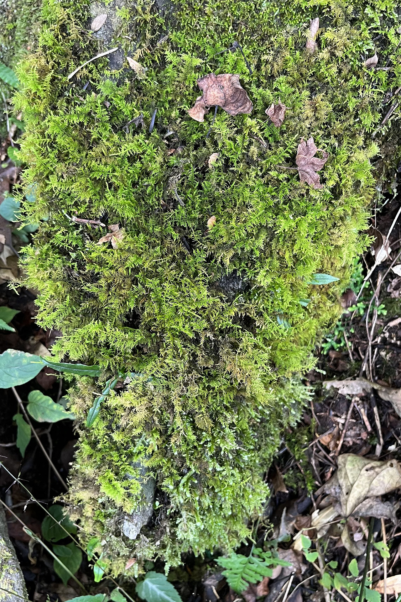 微觀風景（圖ZMzUyNTA4NzQ0） - 風光攝影 - 站酷設(shè)計師ZHU號原創(chuàng)素材 - 站酷ZCOOL