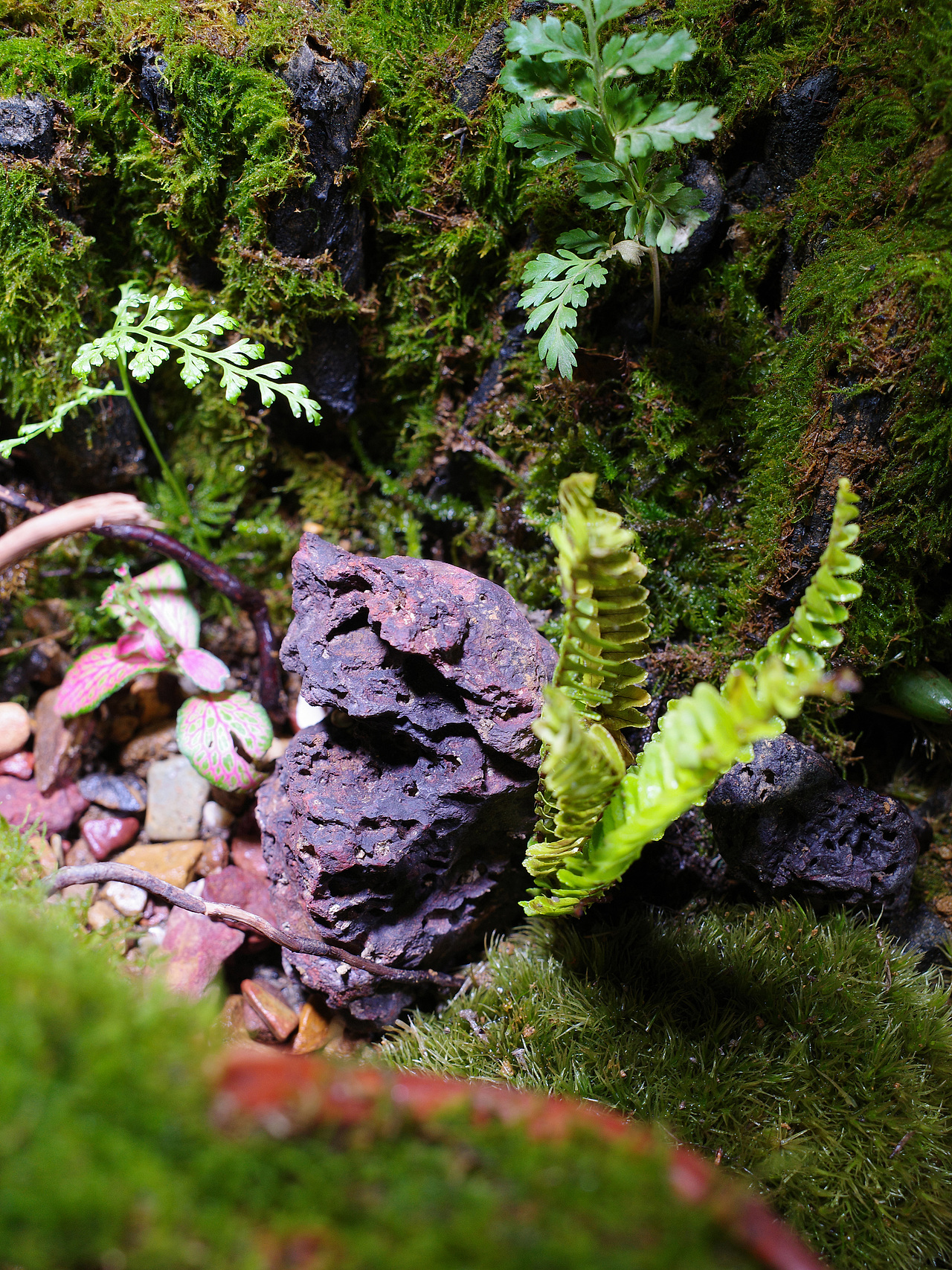 雨林微景观（图ZMzA3ODEyNjMy） - 其他手工艺 - 站酷设计师番茄与西瓜原创素材 - 站酷ZCOOL