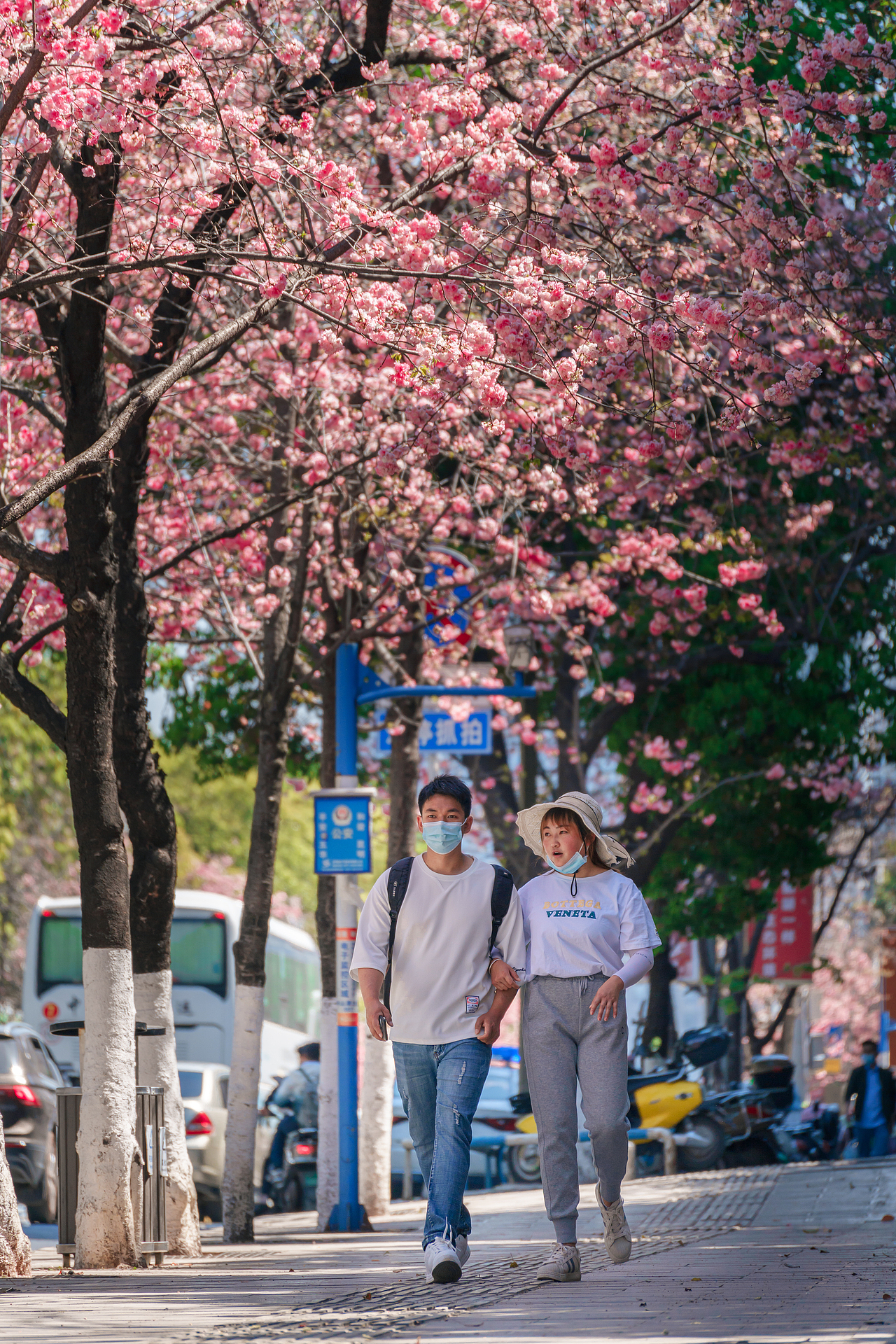 昆明圆通山樱花