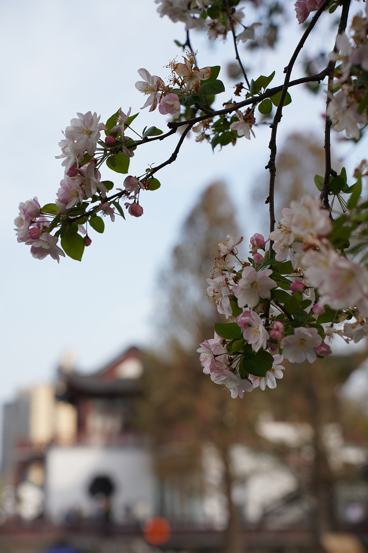 南京莫愁湖公园