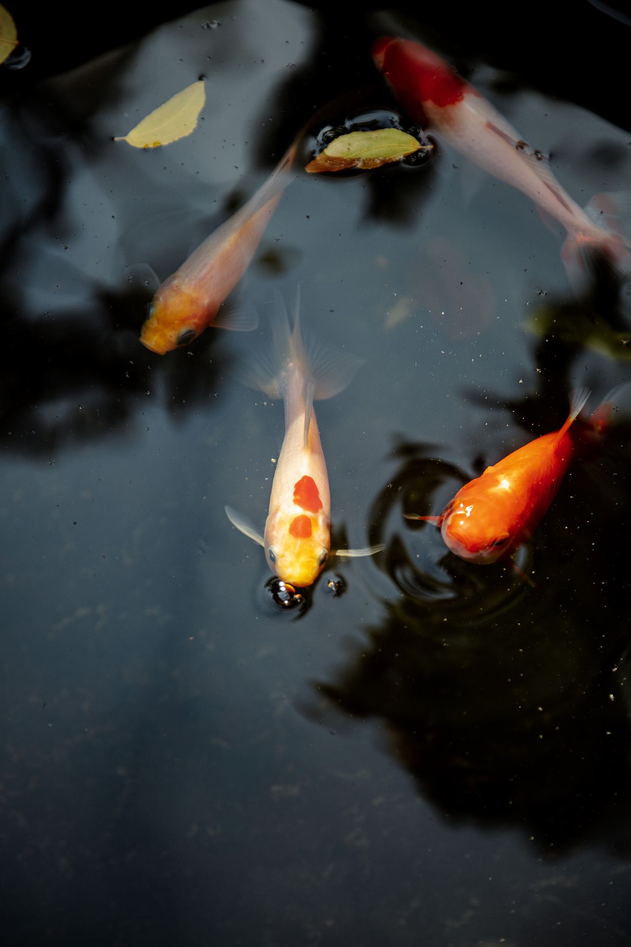 深秋·北京四合院