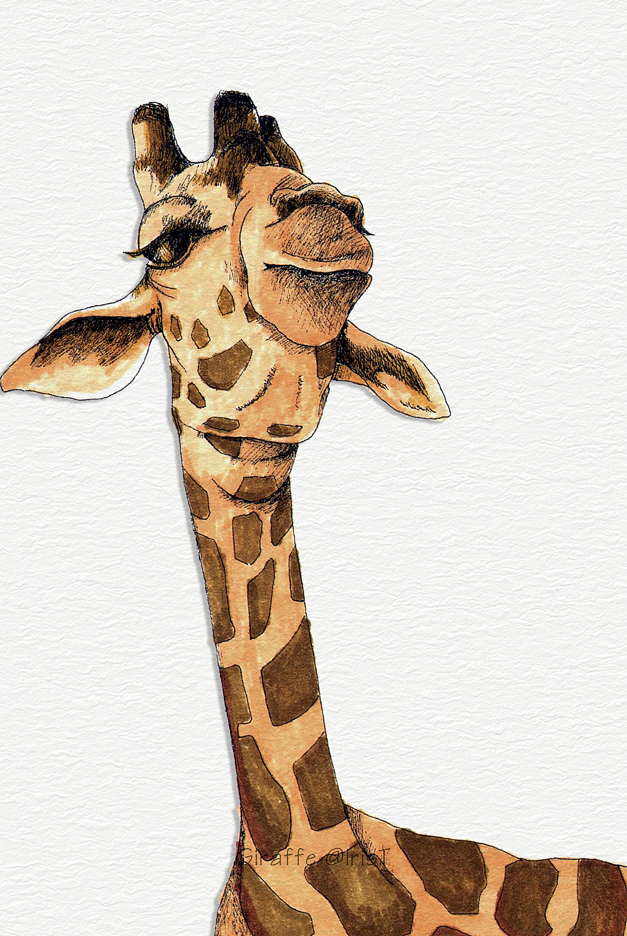 irischild—2015原创手绘本—长颈鹿|插画|艺术插画|irischild_原创