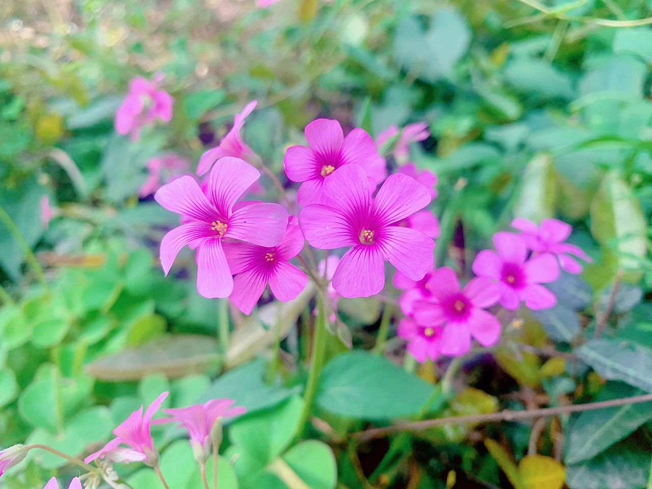 五一來南京~（圖ZMzM4MzQyMTc2） - 風(fēng)光攝影 - 站酷設(shè)計(jì)師瑾廷原創(chuàng)素材 - 站酷ZCOOL