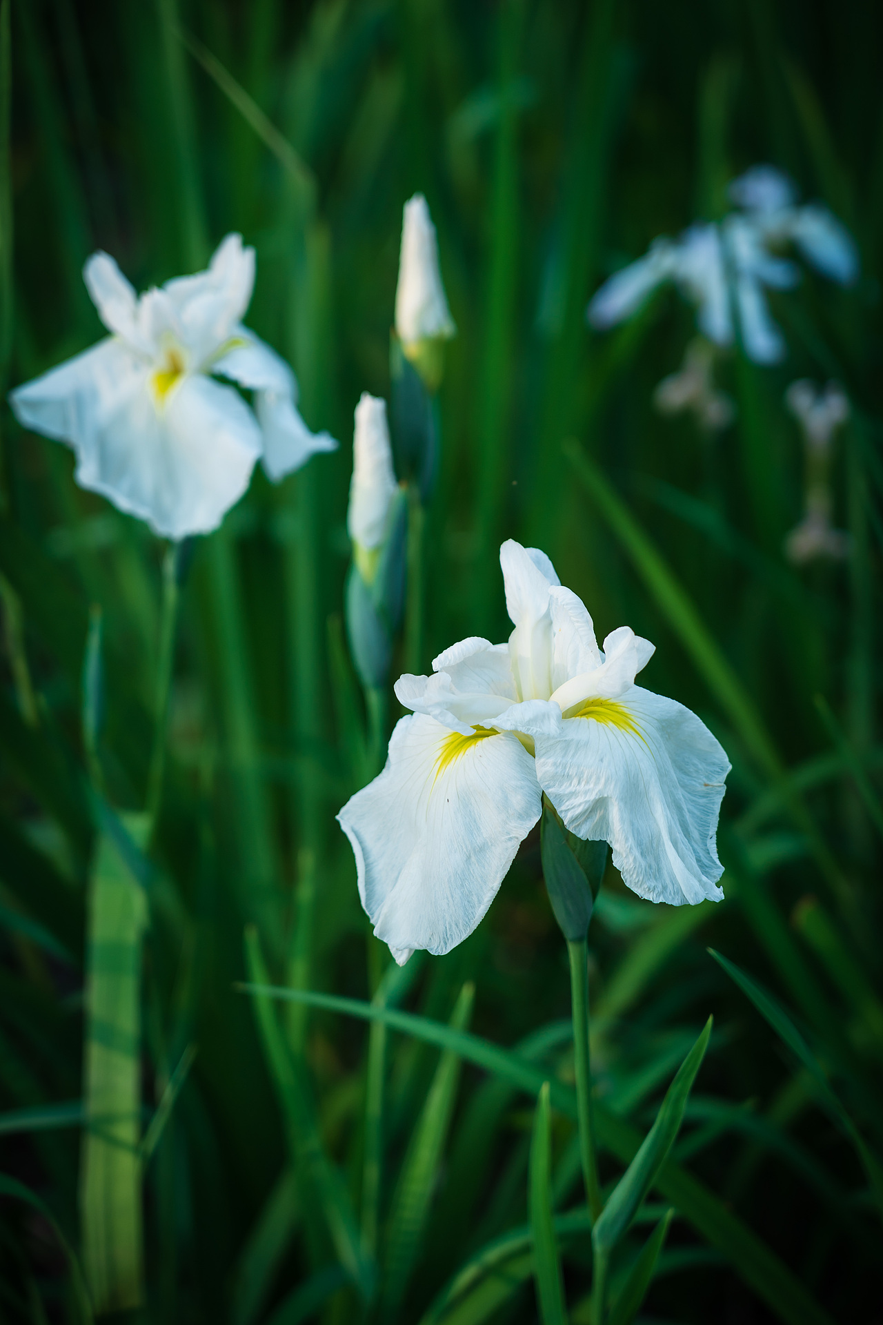 春天的花儿;上海植物园;植物;
