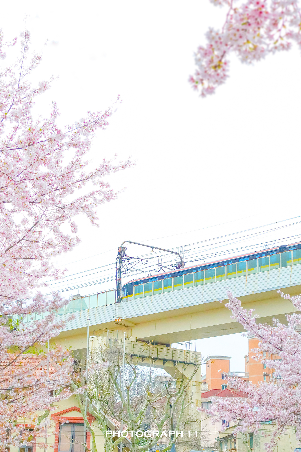 樱花的季节（图ZMzM1OTQ4NjY4） - 风光摄影 - 站酷设计师11ELEVEN原创素材 - 站酷ZCOOL