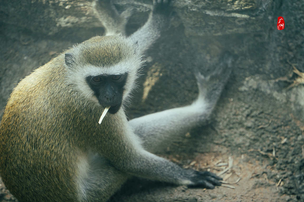 随手拍·广州动物园(兽类)