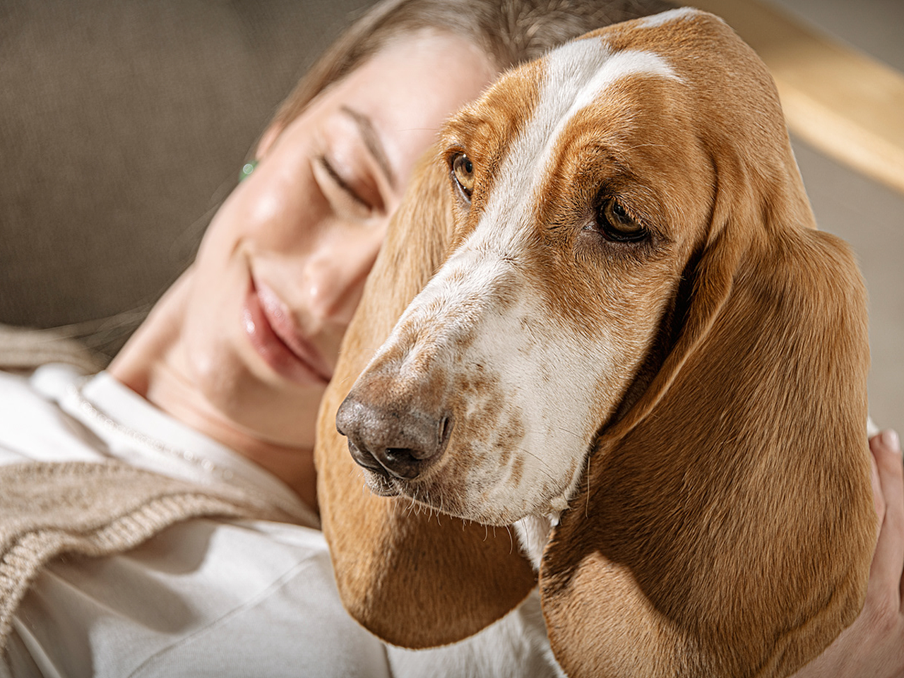 宠物广告kv拍摄,平面全案