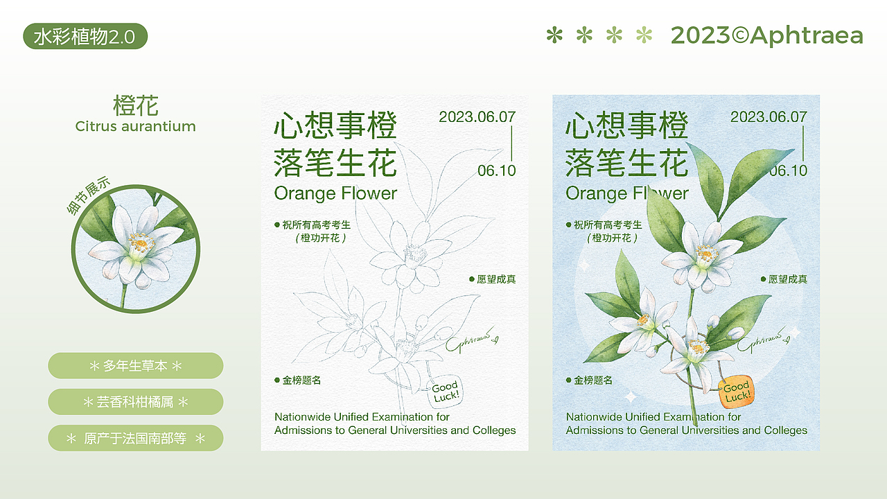 水彩花卉插画2.0合集（图ZMzU1ODk5MjI0） - 商业插画 - 站酷设计师阿芙特莱雅原创素材 - 站酷ZCOOL