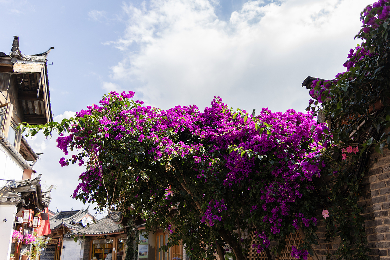 古城遍布缤纷的花朵