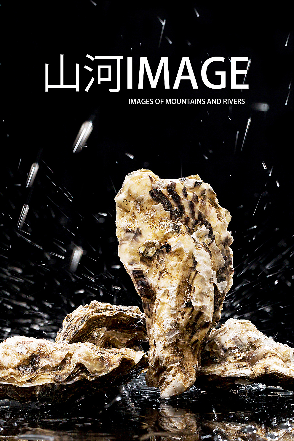 生蚝跟海蛎子是一种么？