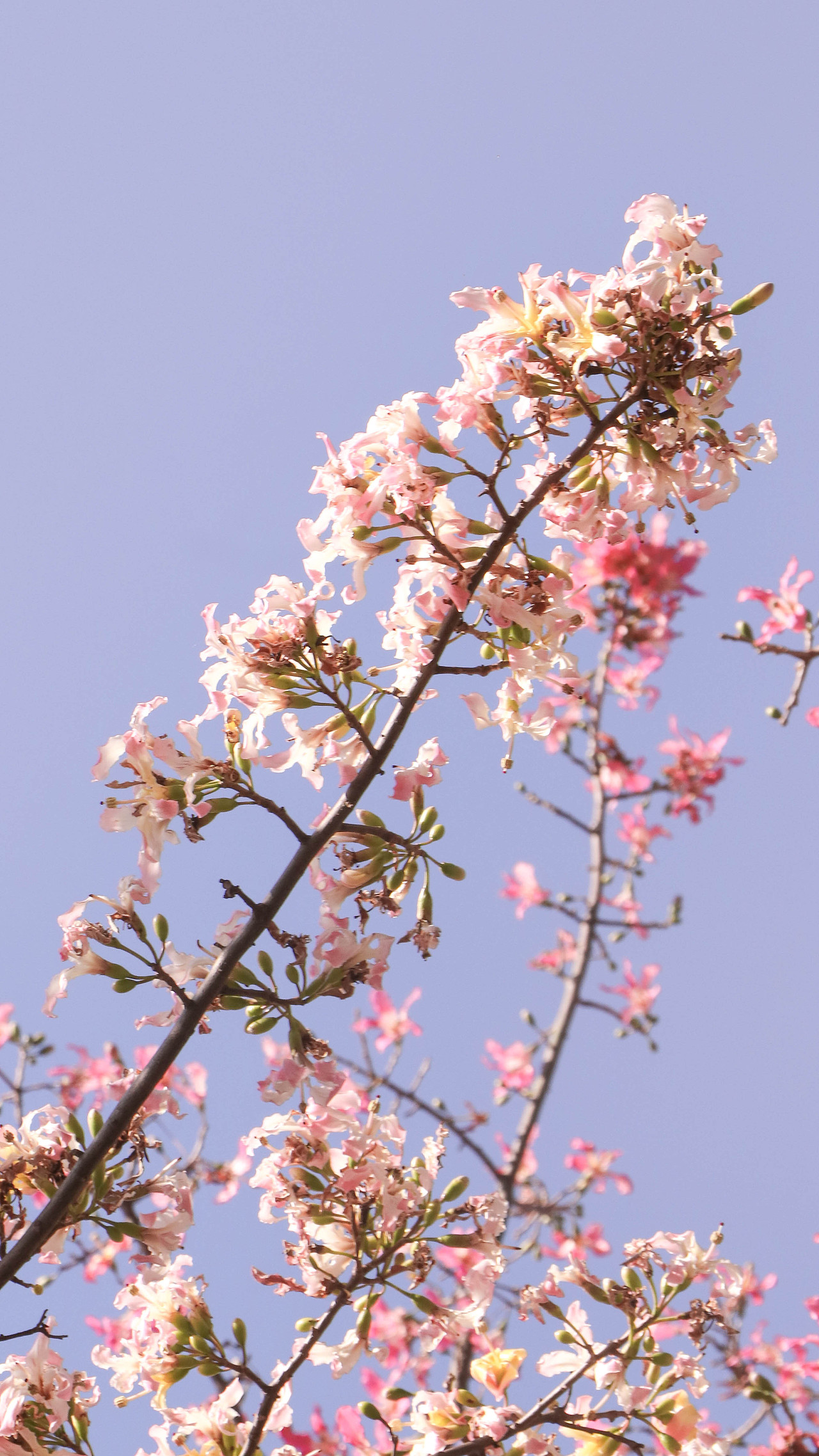 异木棉花开（图ZMzM3OTg2NzI0） - 风光摄影 - 站酷设计师林二三_原创素材 - 站酷ZCOOL