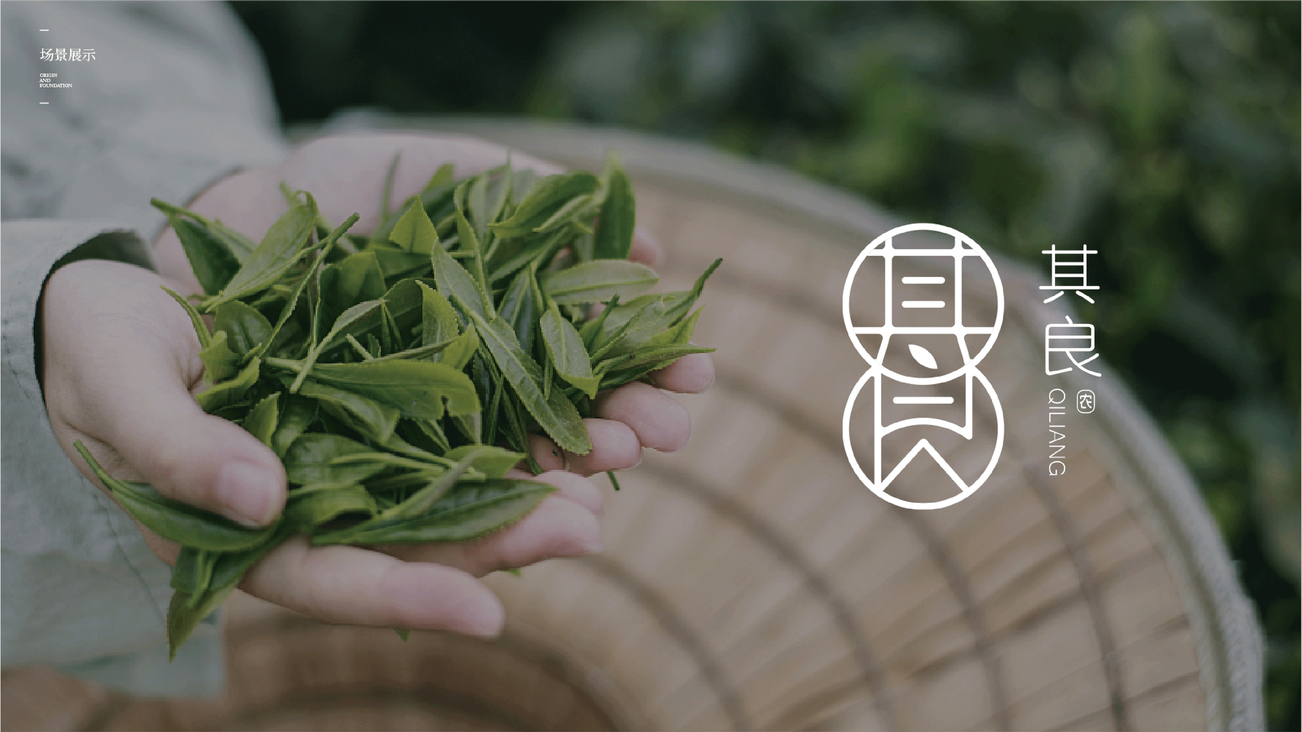 山茶农产品品牌设计（图ZMzQ1NDU3MTQ4） - 品牌 - 站酷设计师好设的桑桑原创素材 - 站酷ZCOOL