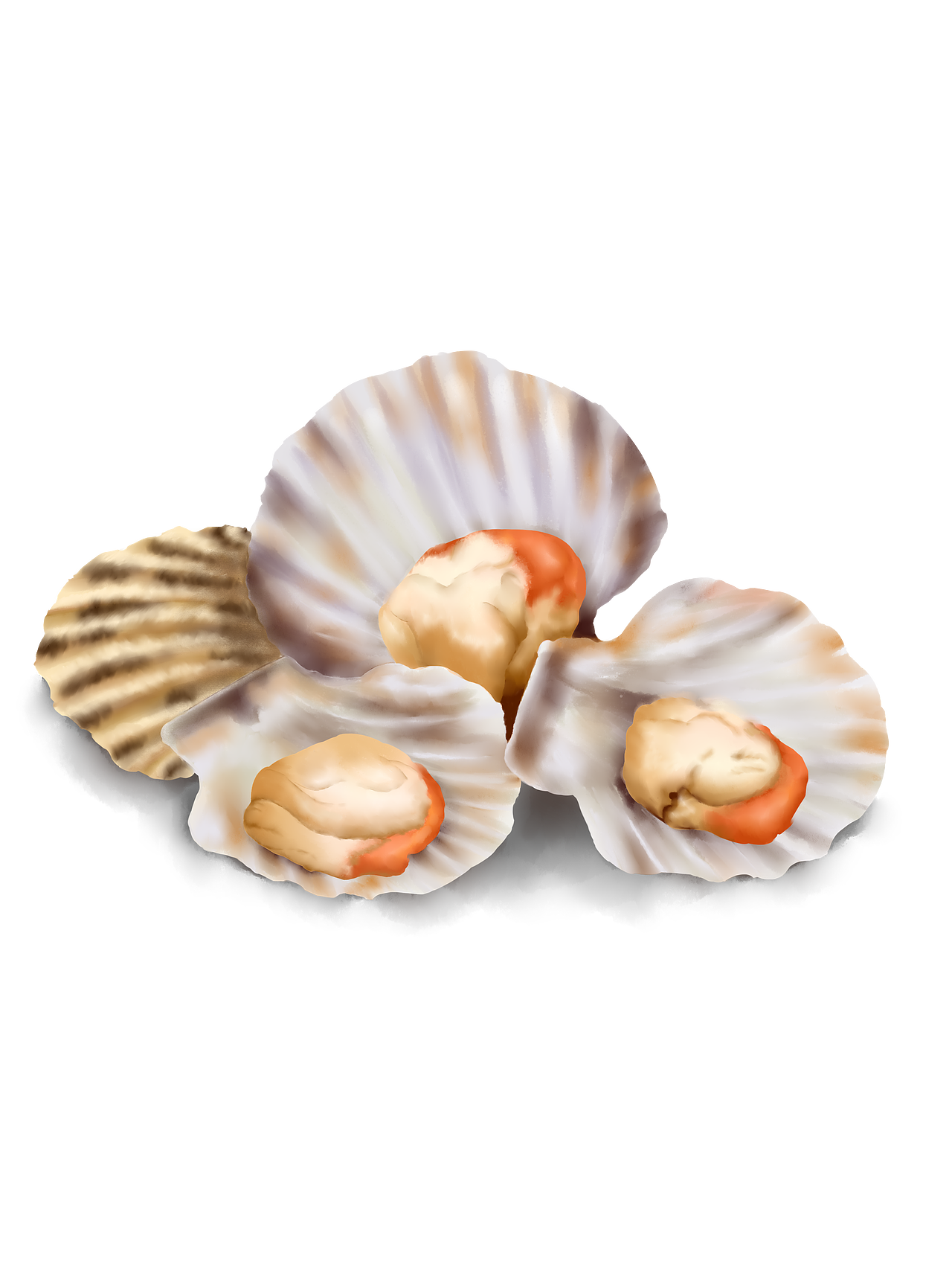 手绘扇贝插画（图ZMzM4NjgxMjQw） - 创作习作 - 站酷设计师可爱的招财宝贝原创素材 - 站酷ZCOOL