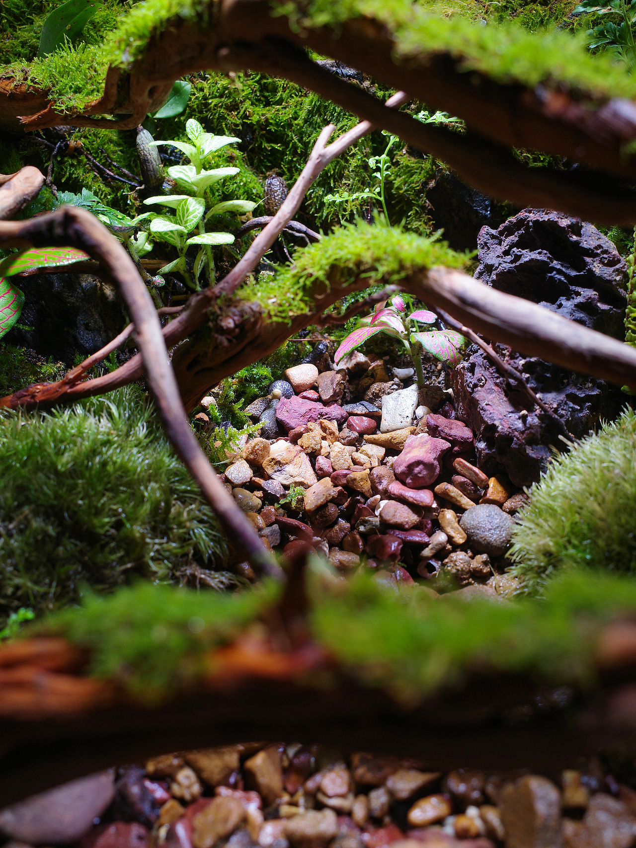 雨林微景观（图ZMzA3ODEyNjQ4） - 其他手工艺 - 站酷设计师番茄与西瓜原创素材 - 站酷ZCOOL