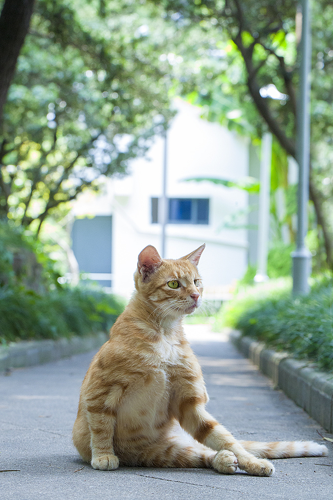 中午的猫 #创作加油站#