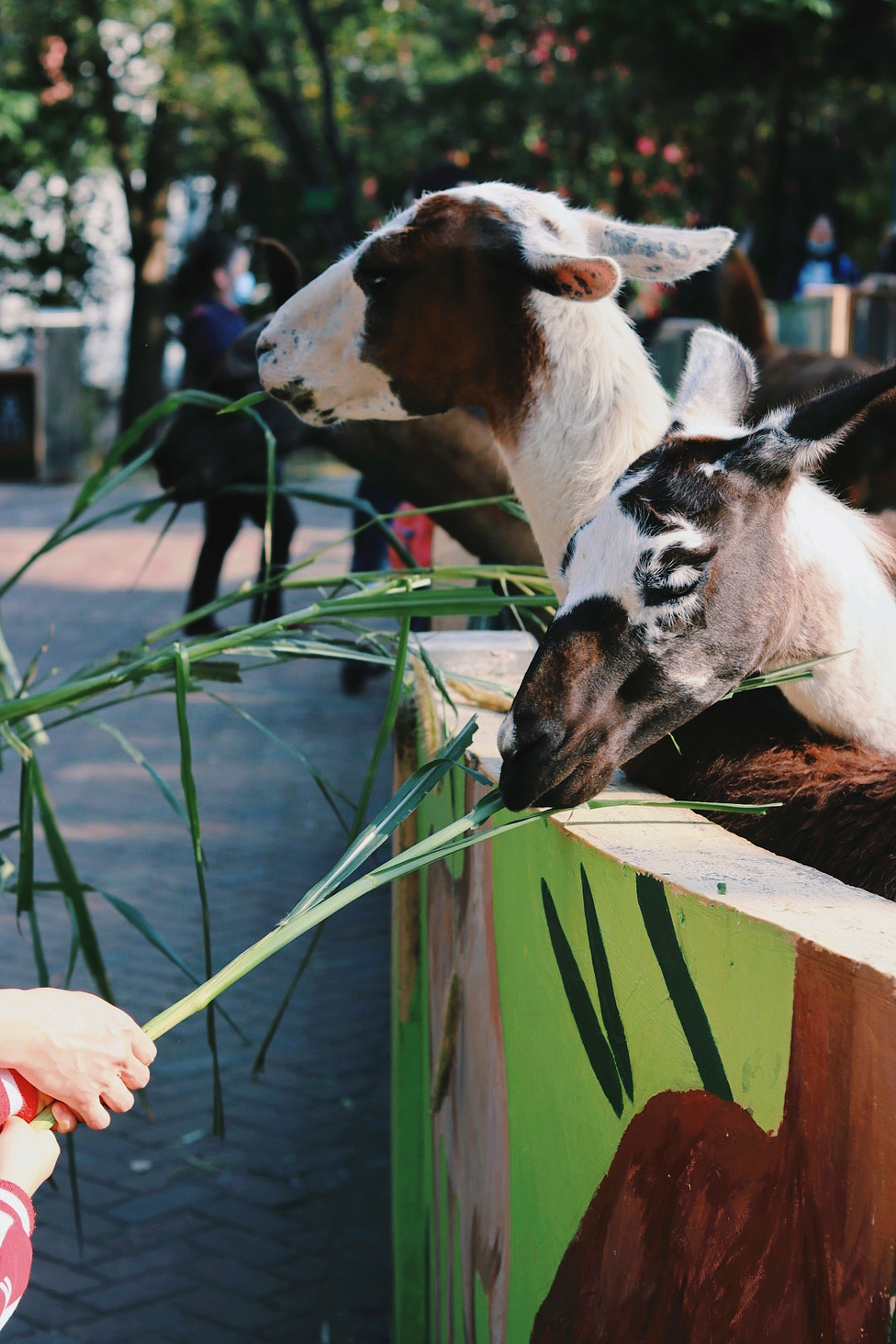 广州动物园（图ZMzU3NDIyNzcy） - 人文/纪实摄影 - 站酷设计师素和慕灼原创素材 - 站酷ZCOOL