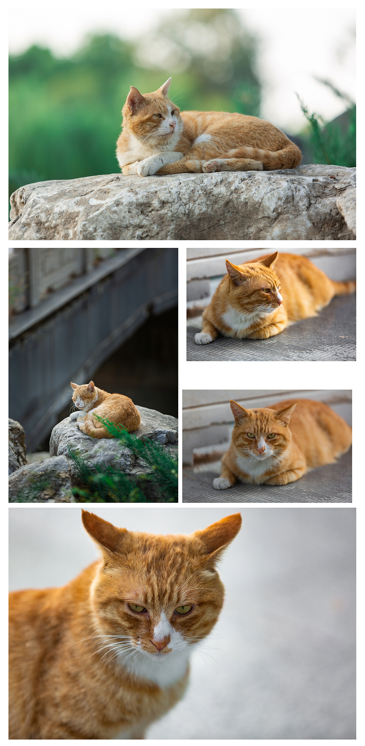 流浪的喵星人（图ZMzE3MDEwMjky） - 人像摄影 - 站酷设计师习文练武好少年原创素材 - 站酷ZCOOL