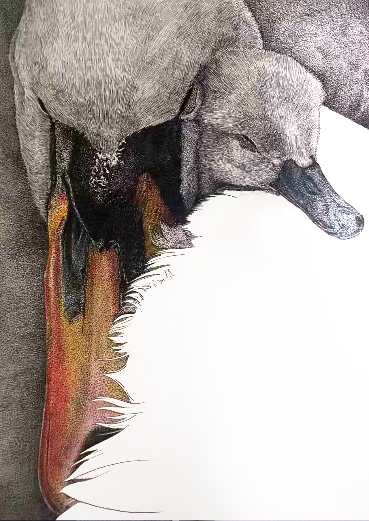 钢笔画写实——动物合集