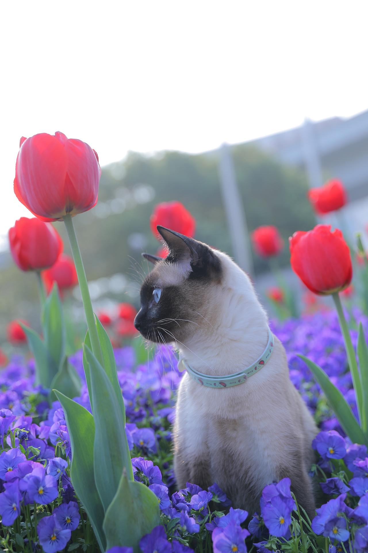 原创/摄影/宠物摄影