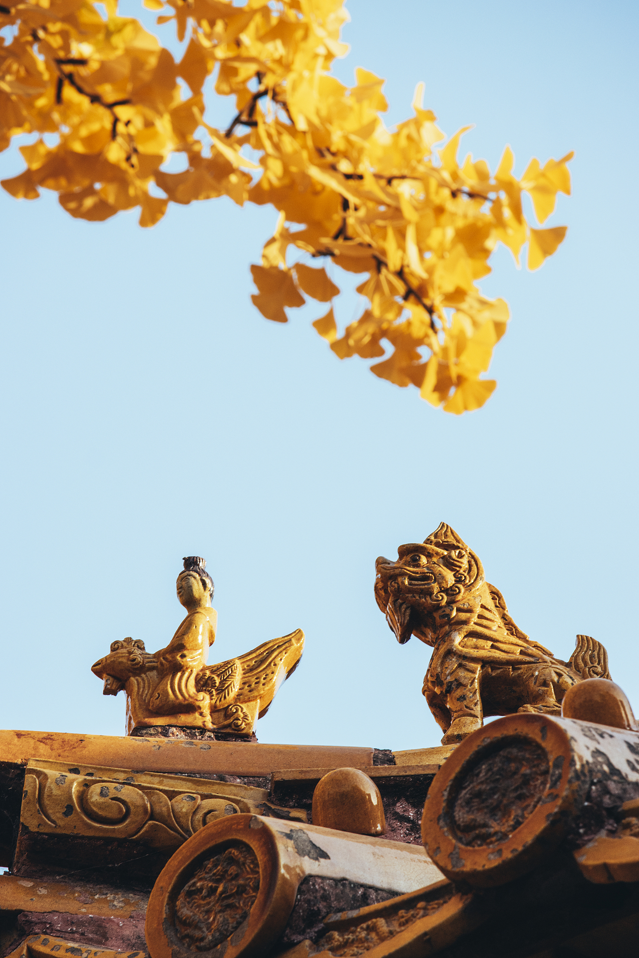 秋天北京故宮銀杏樹（圖ZMzI2OTY1MTM2） - 環(huán)境/建筑攝影 - 站酷設計師攝影師杜凱原創(chuàng)素材 - 站酷ZCOOL