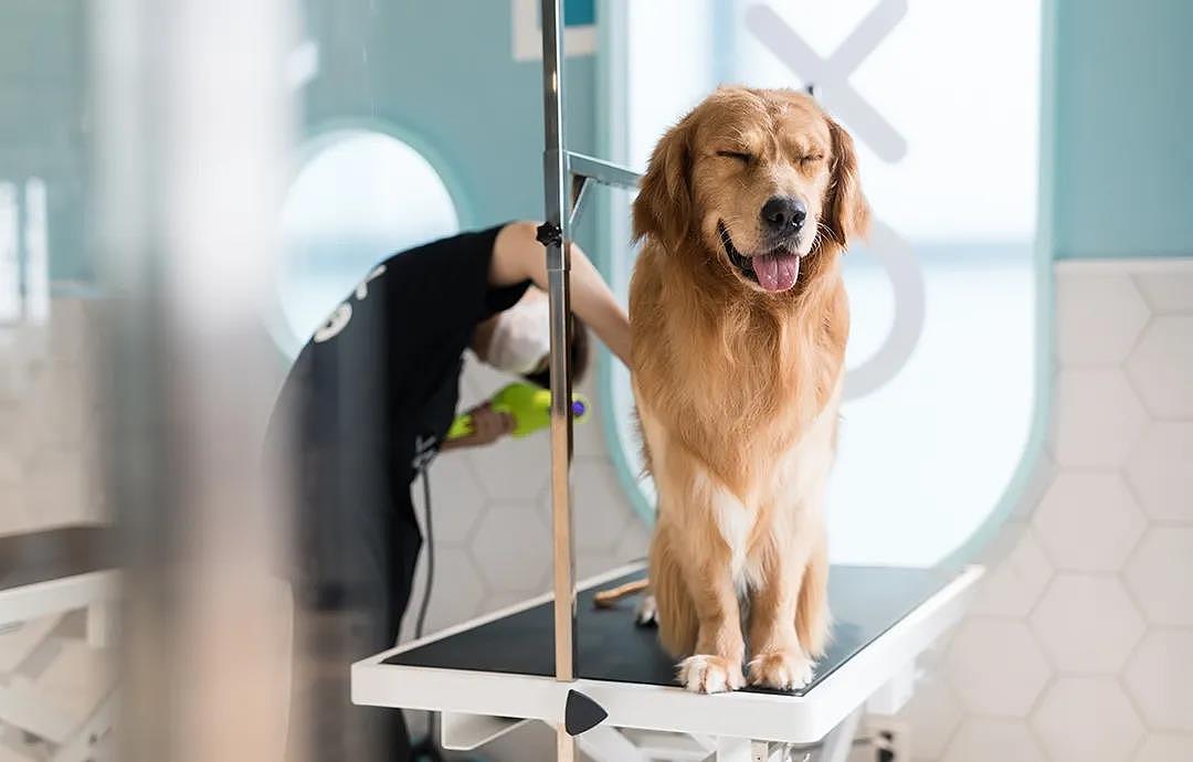 未本×极宠家：什么样的宠物店才能戳中铲屎官的心（图ZMzA4NzI1NDky） - 商业空间设计 - 站酷设计师未本共生原创素材 - 站酷ZCOOL