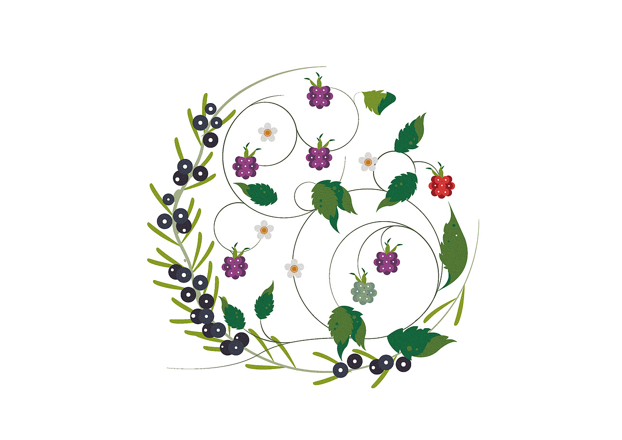 黑枸杞/桑葚/桑叶/黄精👉补肾乌发