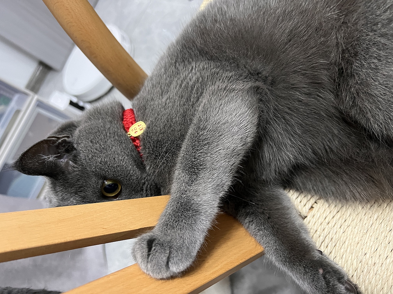 蓝猫少女咕噜的日常（图ZMzYwNjU4MTI4） - 宠物摄影 - 站酷设计师圆圆的团团大神原创素材 - 站酷ZCOOL