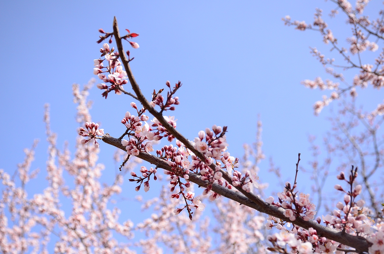多巴胺季節(jié)（圖ZMzUyMzQ3NTky） - 風(fēng)光攝影 - 站酷設(shè)計師華北王祖賢原創(chuàng)素材 - 站酷ZCOOL