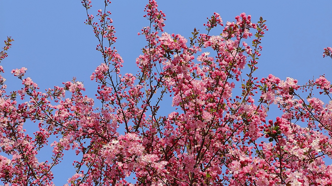 省耕公园--海棠花