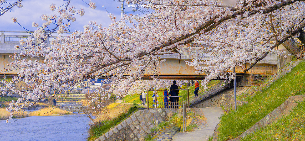 鸭川樱花季 | photo | 雾里学家scientis | 18