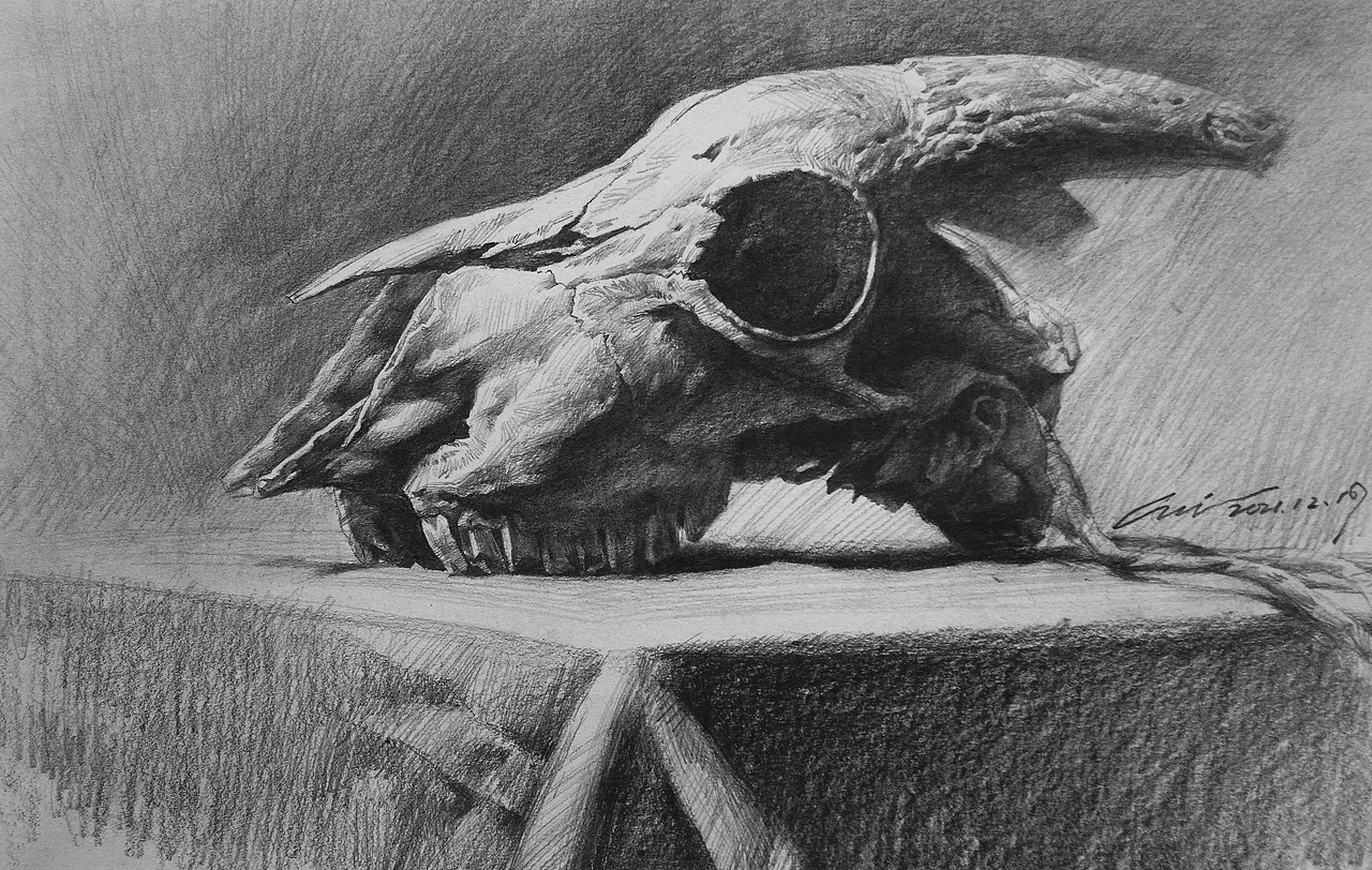羊头素描主要要点