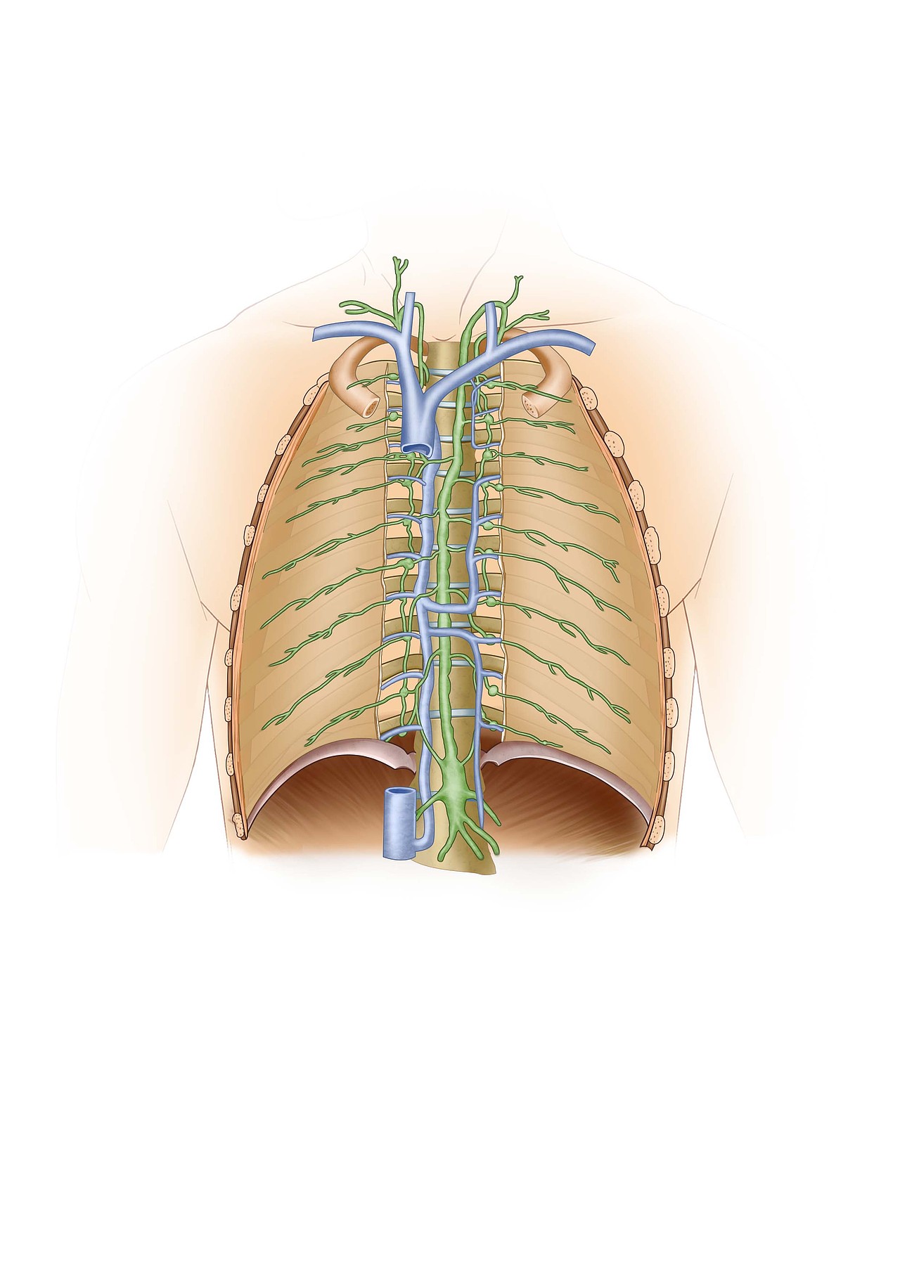 醫(yī)學(xué)插畫(huà)（圖ZMzIzMDc5MDQ4） - 概念設(shè)定 - 站酷設(shè)計(jì)師自由插畫(huà)師原創(chuàng)素材 - 站酷ZCOOL
