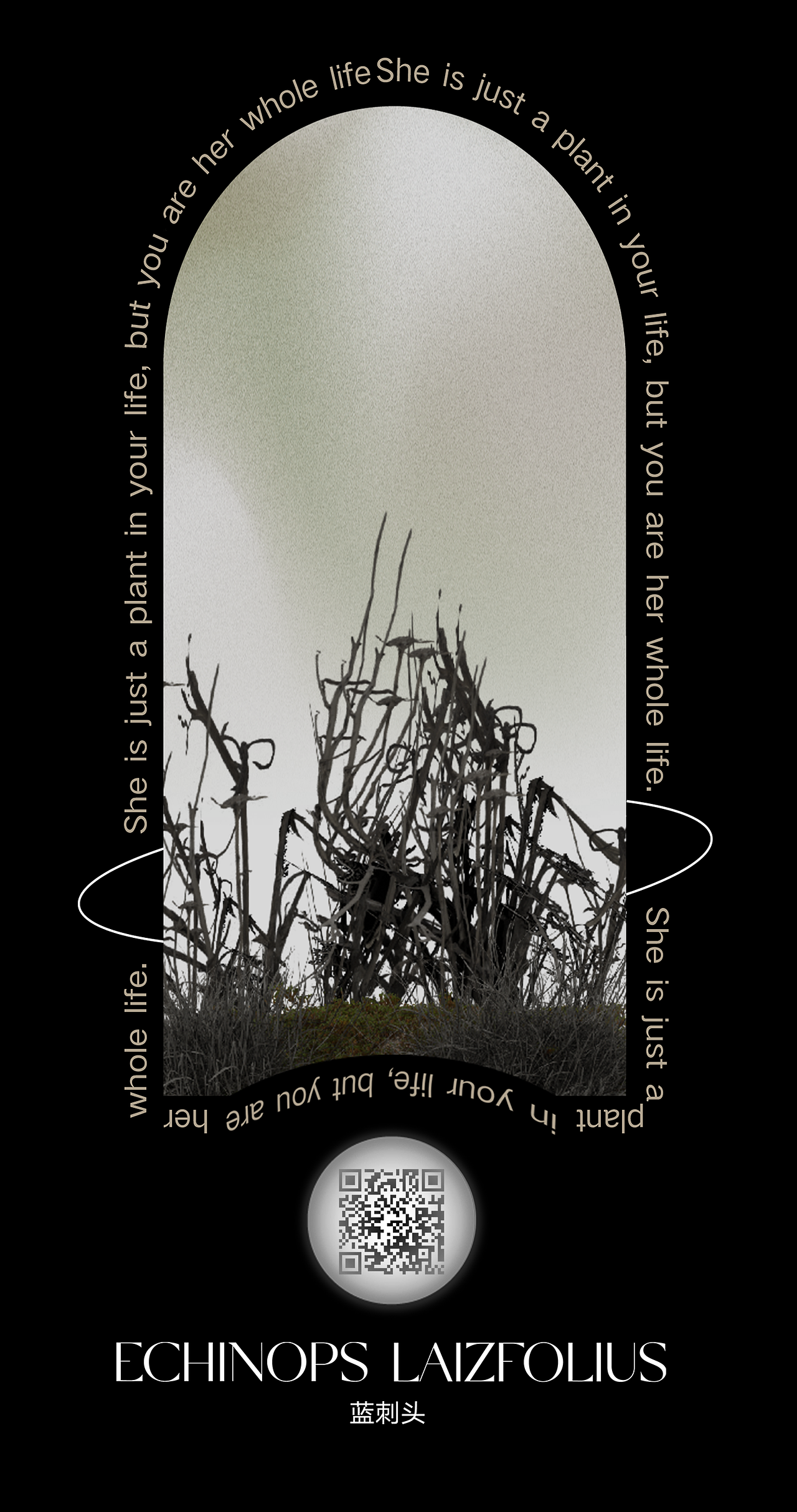 #2022青春答卷#彼岸花园-HANA TEXT