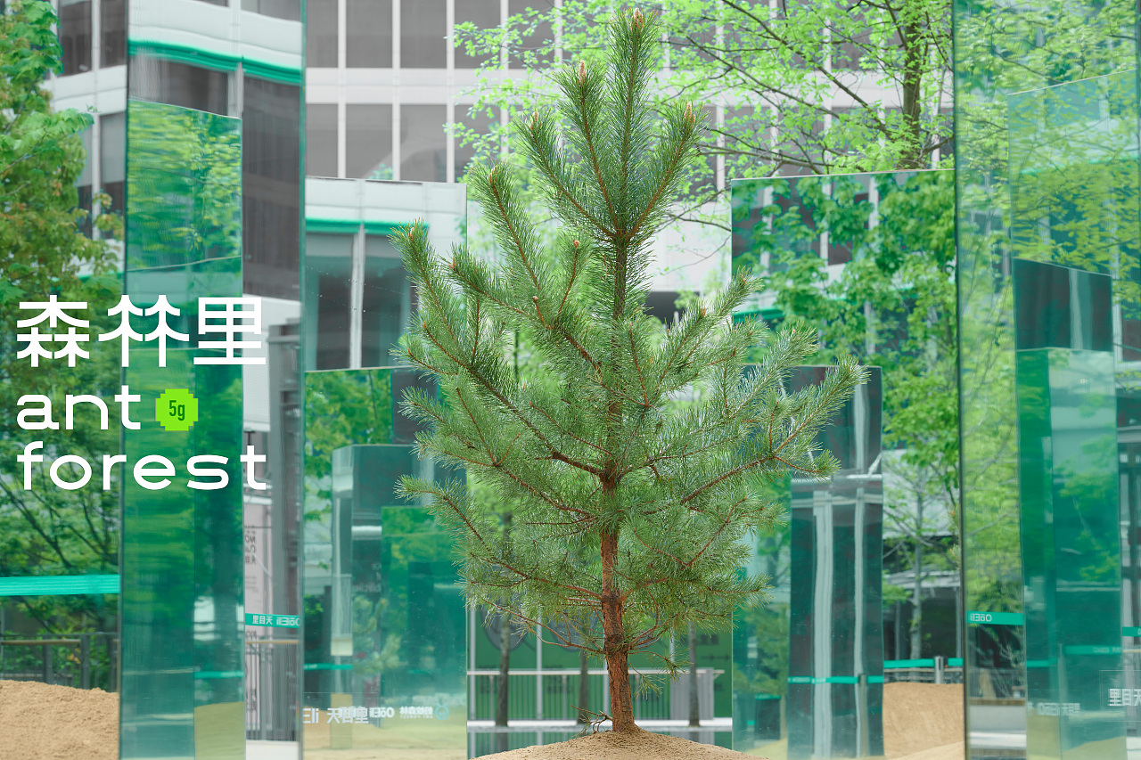 蚂蚁森林里