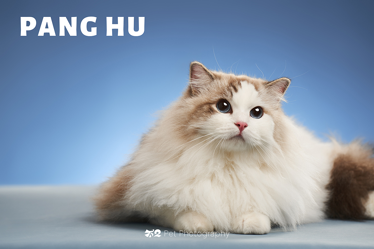 烟台美食摄影 | 萌宠 ✖ 不二造相