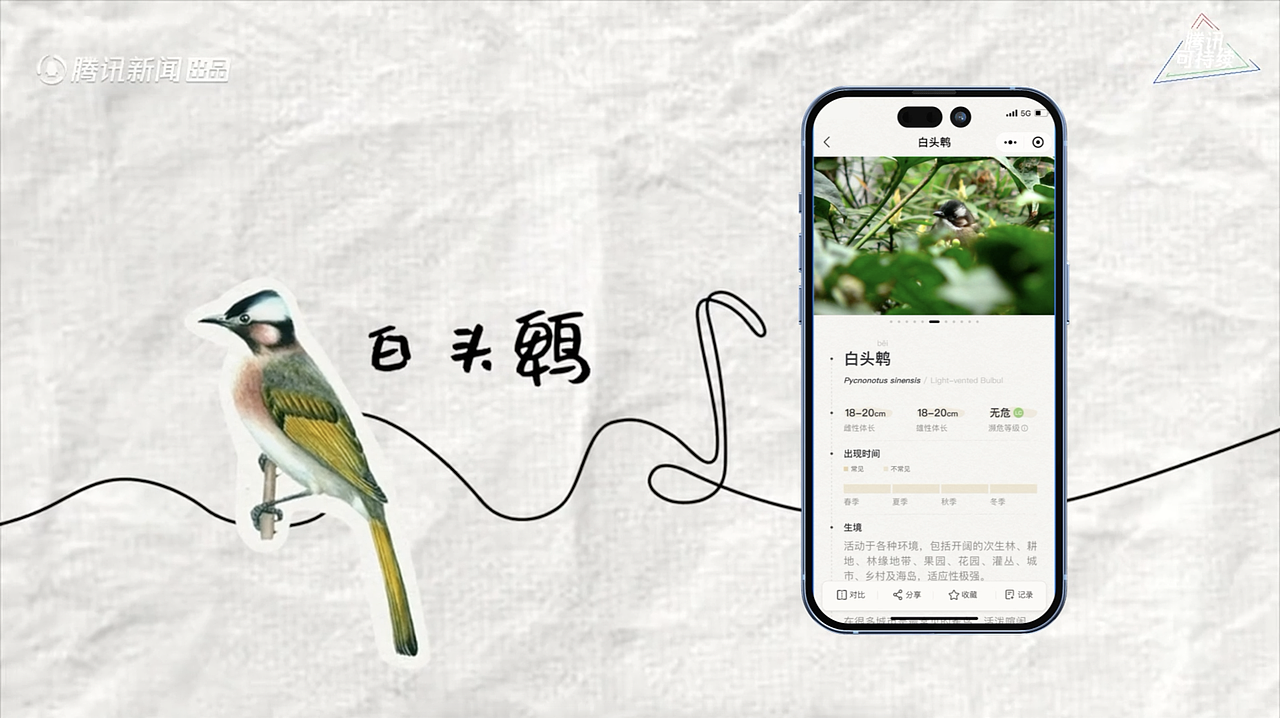 腾讯新闻·解法|《庞宽都市鸟人练成记》动画包装