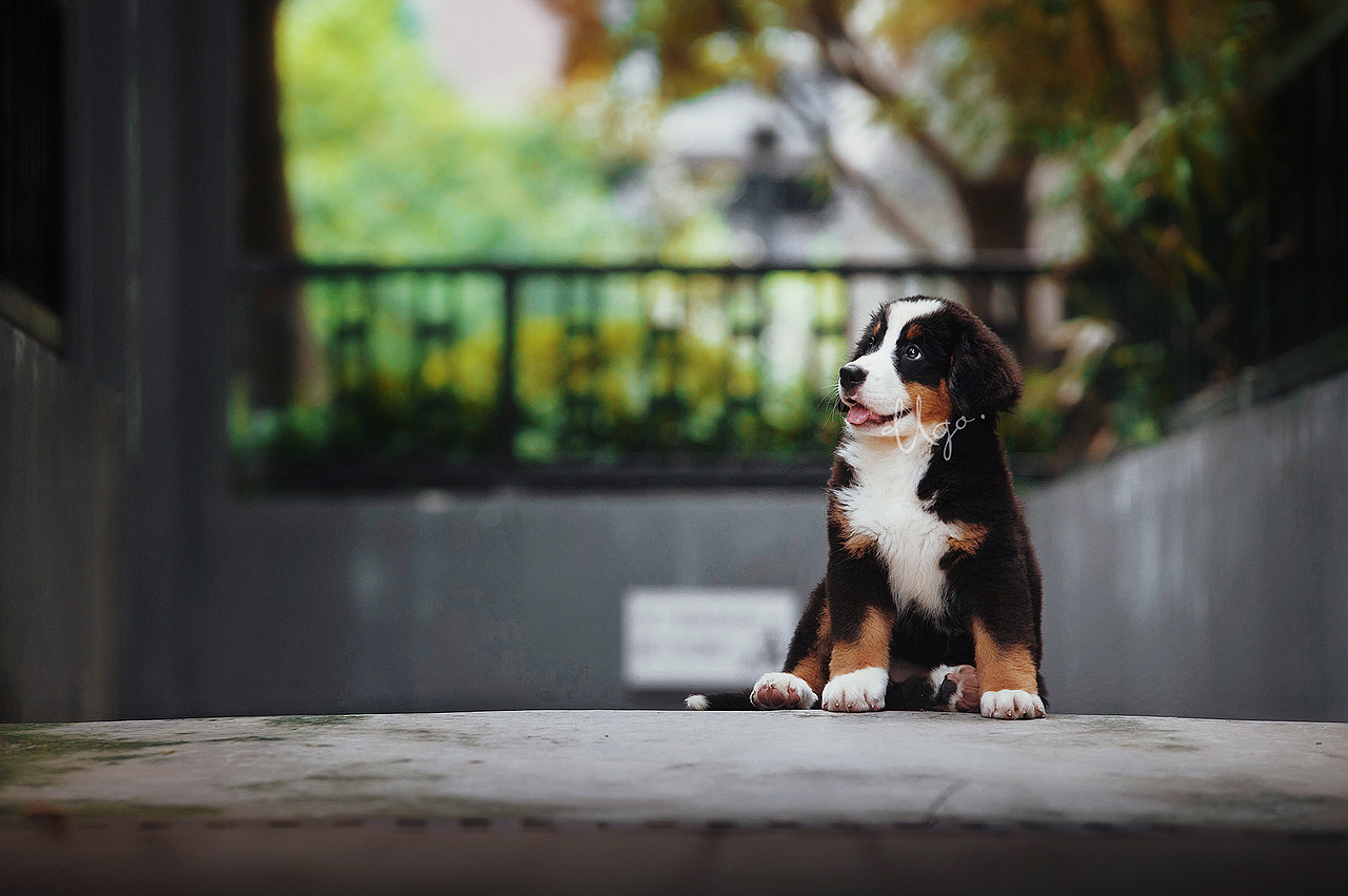 Gorgeous表达【动物摄影师何某某个人作品33】