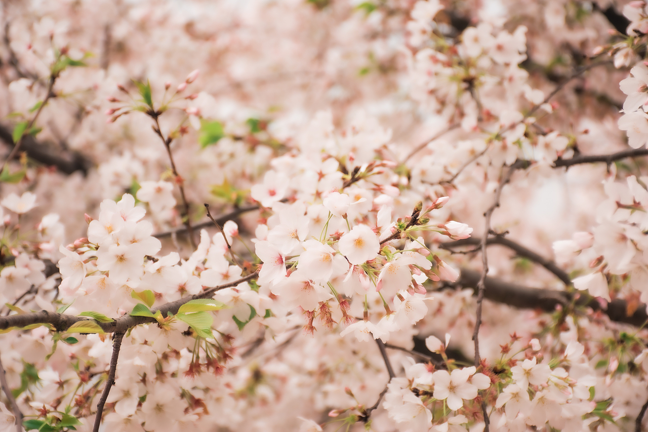 樱花盛开的季节🌸